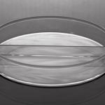 Petri Dish