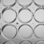 Cell Culture Plate